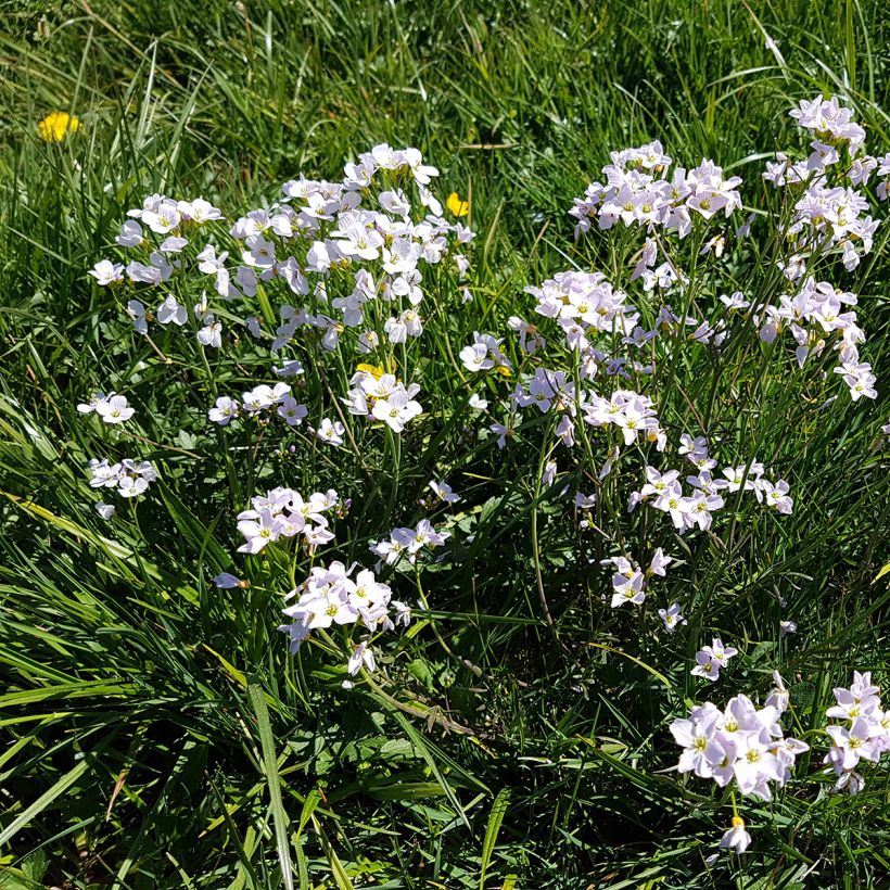 Cardamine des prés, Cresson des prés - Cardamine pratensis (Plant habit)