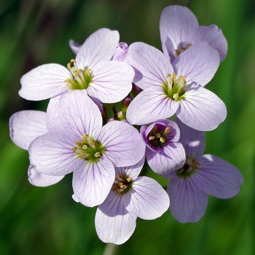 Cardamine des prés, Cresson des prés - Cardamine pratensis (Flowering)