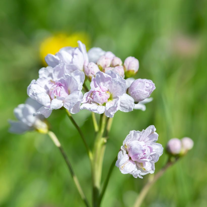 Cardamine pratensis Flore Pleno, Cresson des près (Flowering)