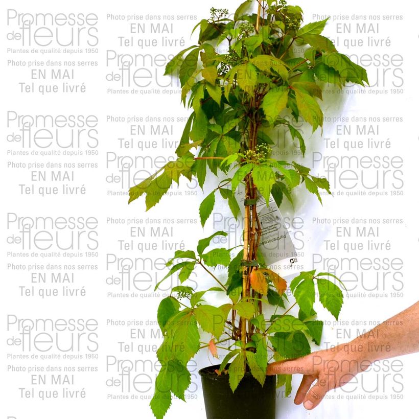 Exemple de spécimen de Cardamine quinquefolia - Cresson des près Godet de 8/9 cm tel que livré