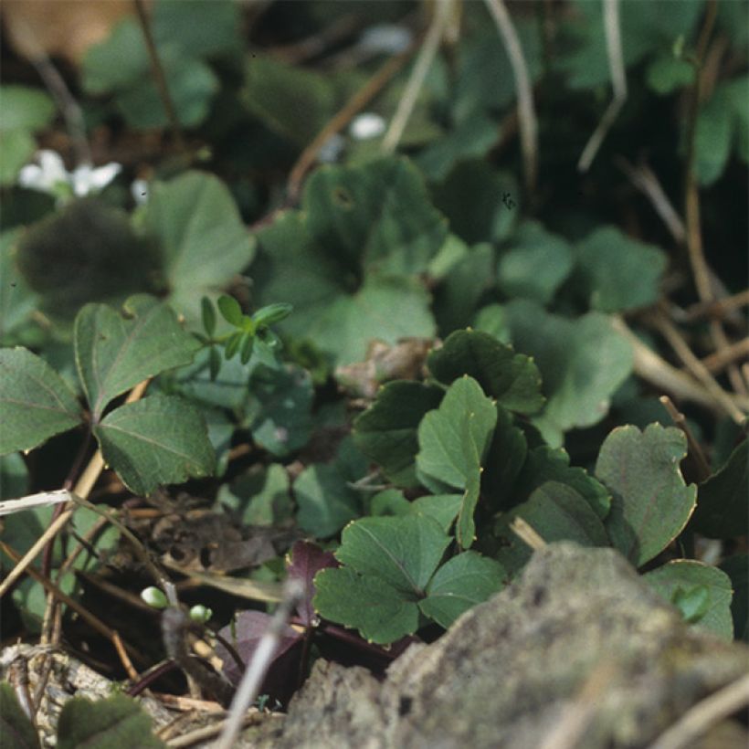 Cardamine trifolia - Cardamine à trois folioles (Foliage)
