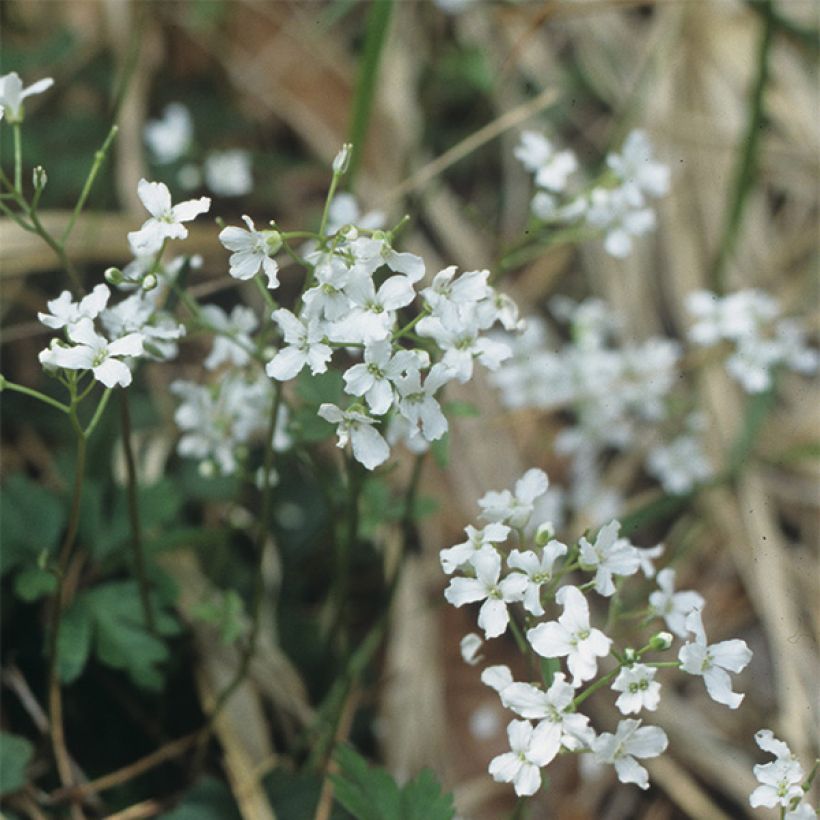 Cardamine trifolia - Cardamine à trois folioles (Flowering)