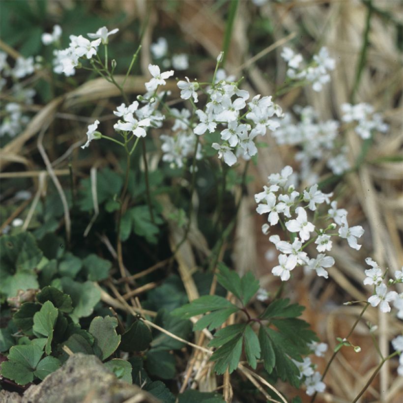 Cardamine trifolia - Cardamine à trois folioles (Plant habit)