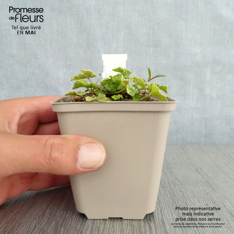 Example of Cardamine trifolia - Cardamine à trois folioles Godet de 8/9 cm as you get in printemps