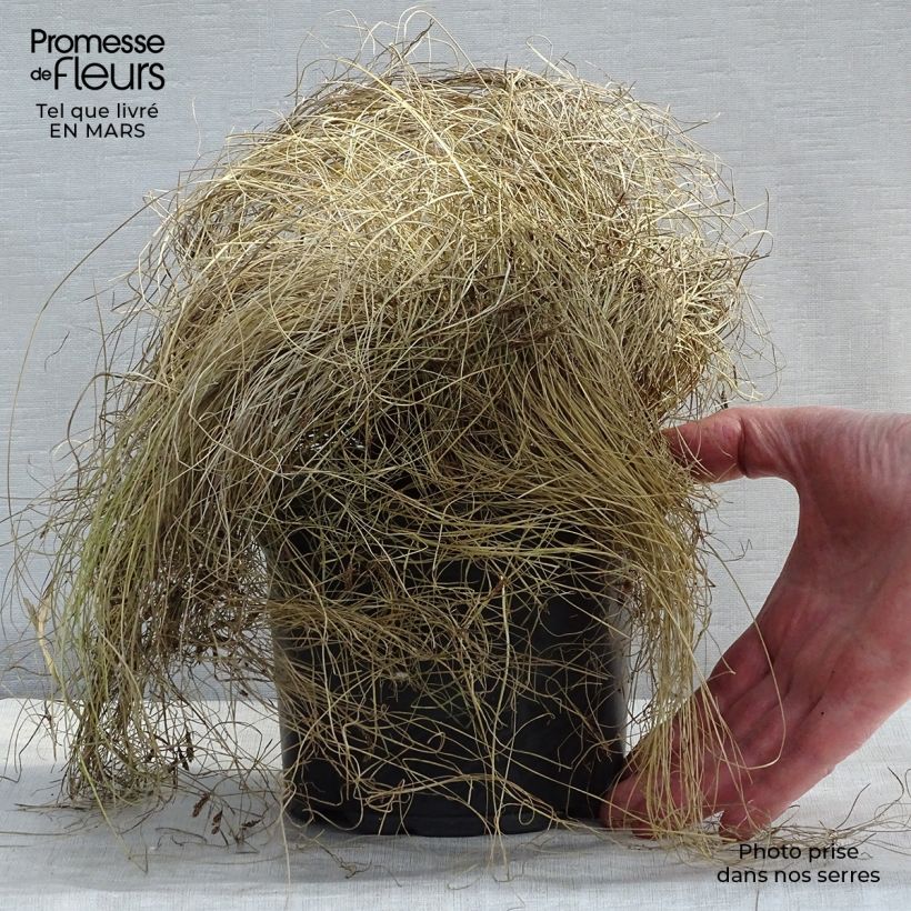 Example of Carex comans Frosted Curls Pot de 2L/3L as you get in printemps