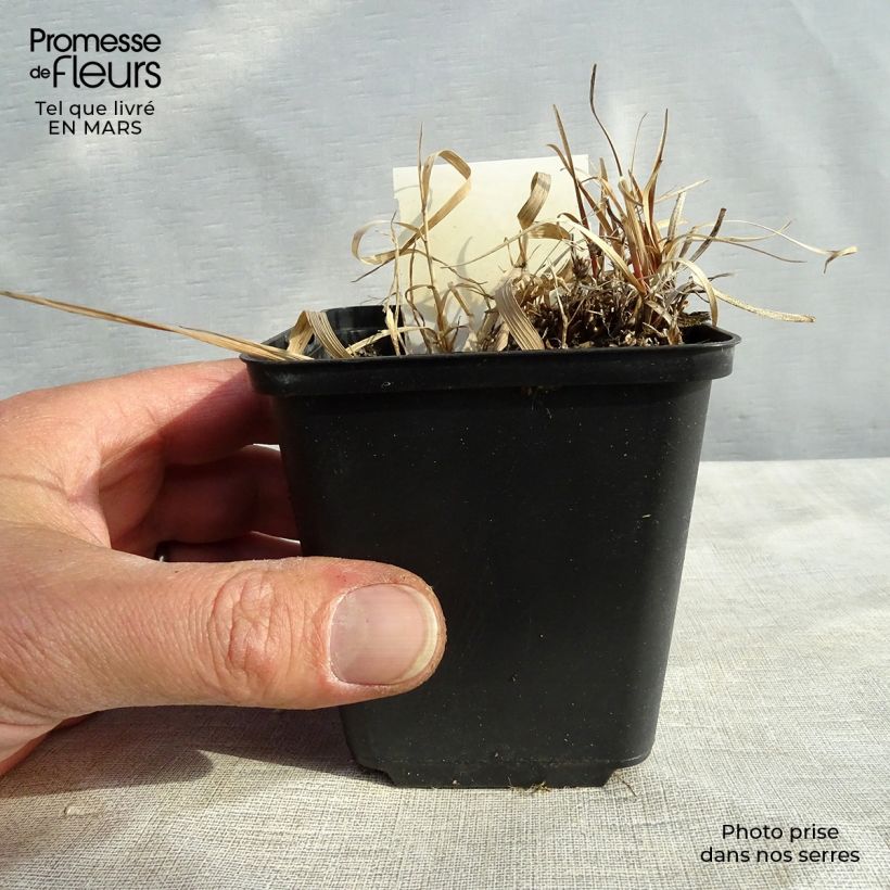 Spécimen de Carex berggrenii - Laîche Godet de 8/9 cm tel que livré en hiver