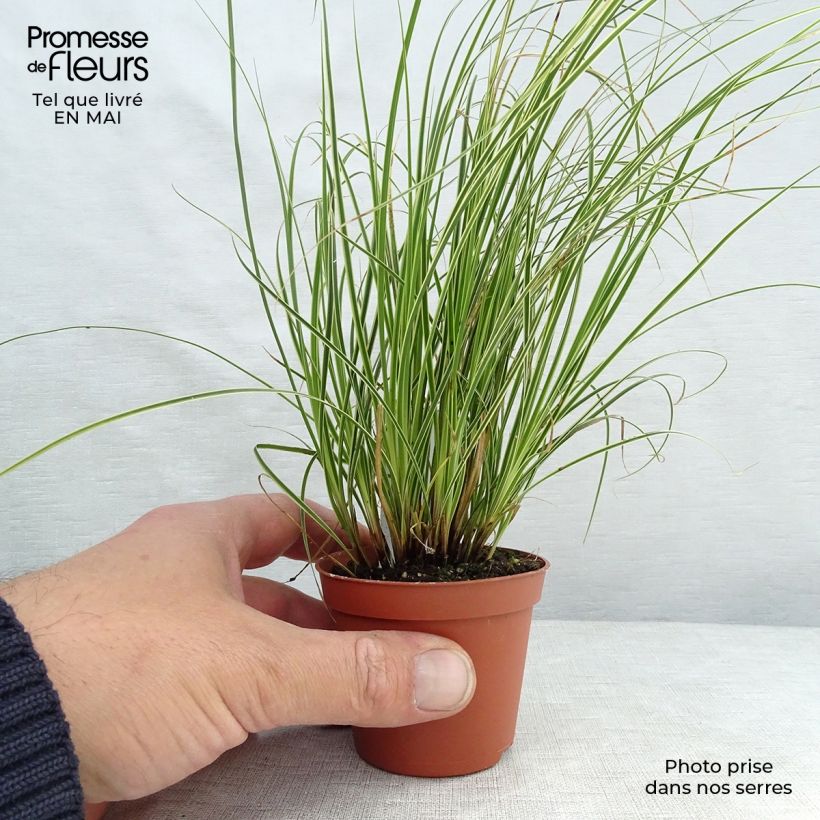 Example of Carex brunnea Variegata - Laîche Godet de 8/9 cm as you get in printemps