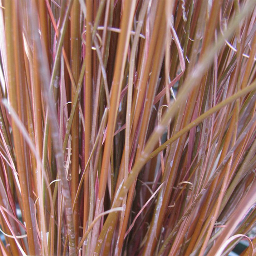 Carex buchananii - Laîche de Buchanan (Foliage)