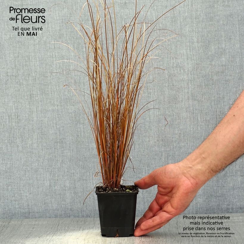Example of Carex buchananii Red Rooster - Laîche de Buchanan Godet de 8/9 cm as you get in printemps