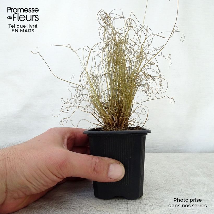 Example of Carex buchananii Viridis - Laîche Godet de 8/9 cm as you get in printemps