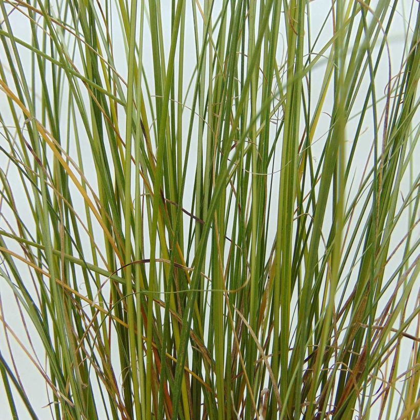 Carex buchananii Viridis - Laîche (Foliage)
