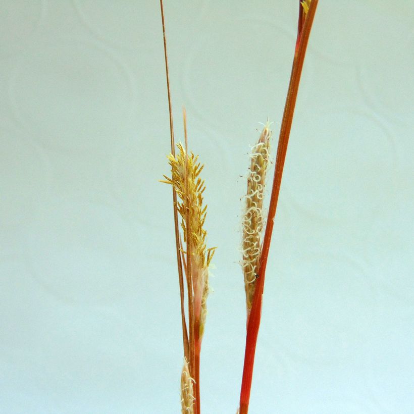 Carex buchananii - Laîche de Buchanan (Flowering)