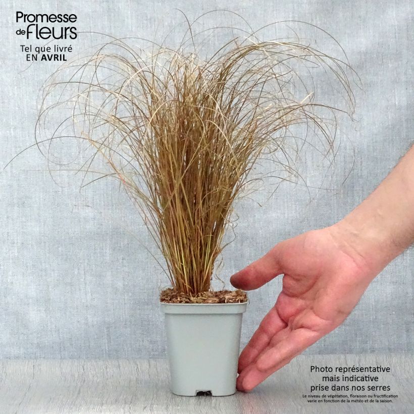 Example of Carex comans Bronze Form - Laîche de Nouvelle-Zélande Godet de 8/9 cm as you get in printemps