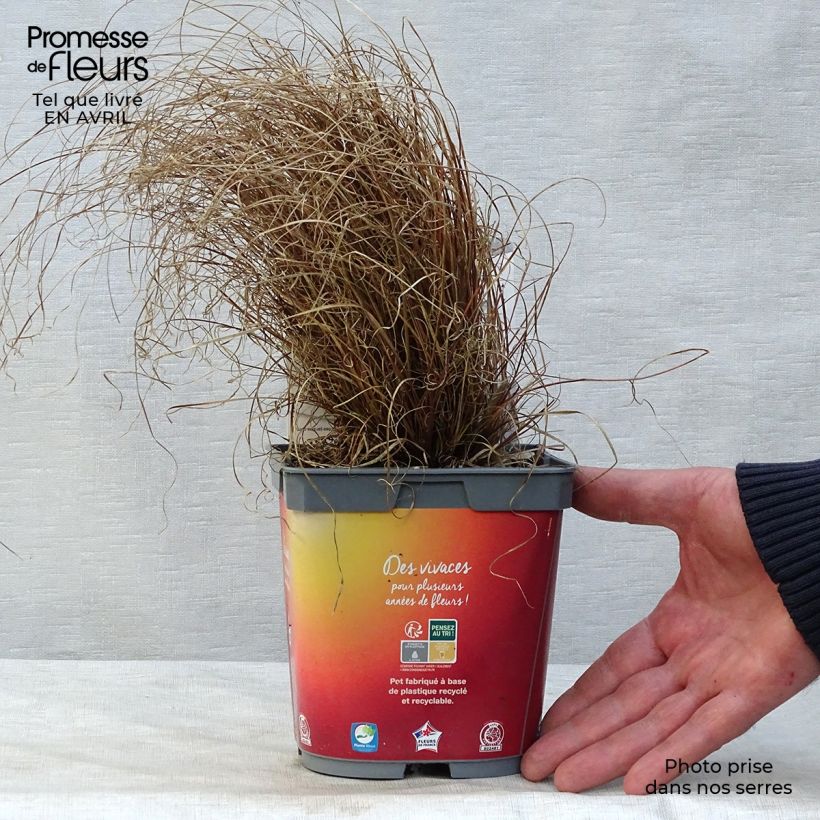 Example of Carex comans Bronze Form - Laîche de Nouvelle-Zélande Pot de 2L/3L as you get in printemps