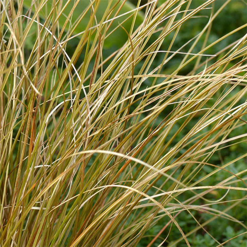 Carex comans Milk Chocolate - Laîche (Foliage)