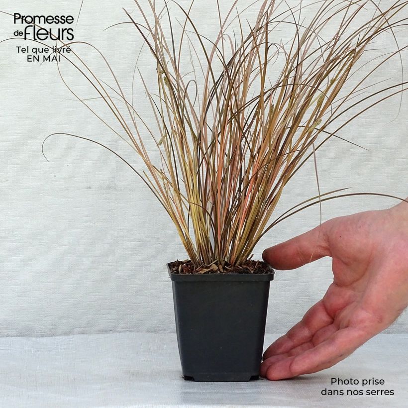 Example of Carex comans Milk Chocolate - Laîche Godet de 8/9 cm as you get in printemps