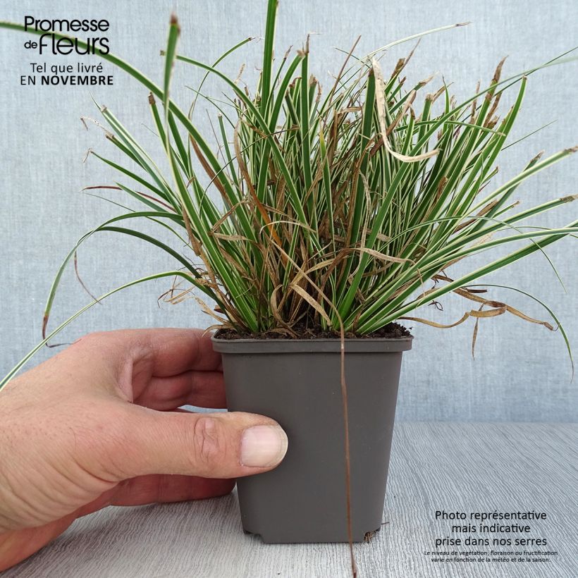 Spécimen de Carex conica Snowline - Laîche de Corée Godet de 8/9 cm tel que livré en automne