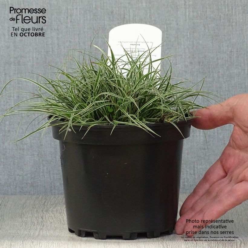 Spécimen de Carex conica Snowline - Laîche de Corée Pot de 2L/3L tel que livré en automne