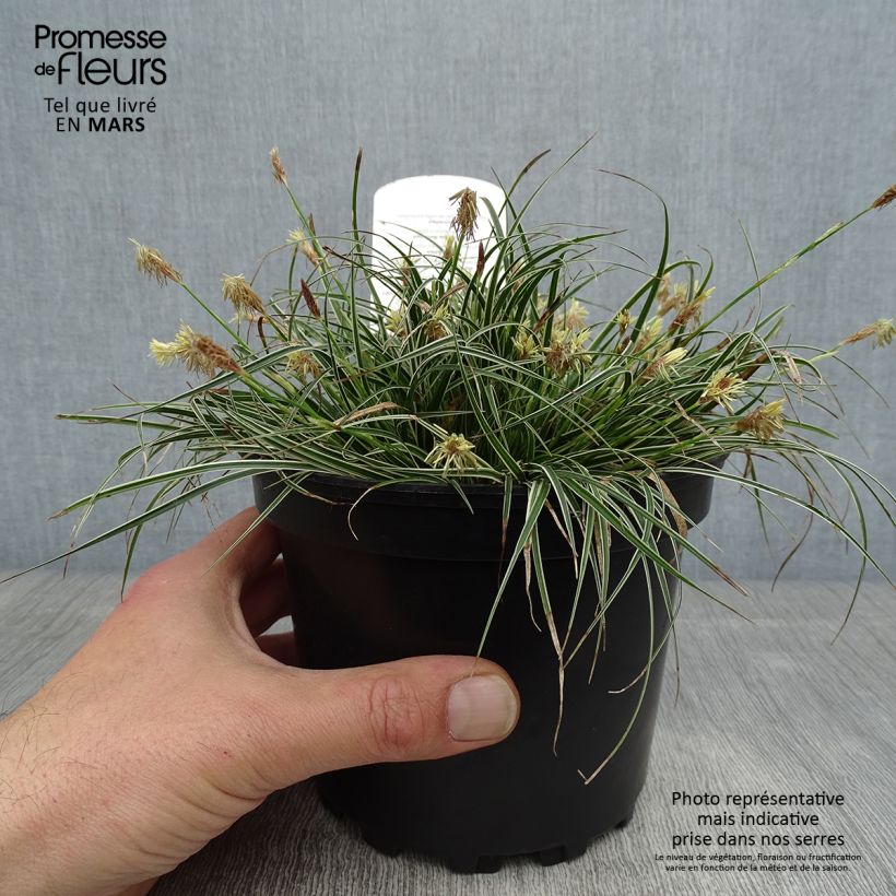 Example of Carex conica Snowline - Laîche de Corée Pot de 2L/3L as you get in printemps