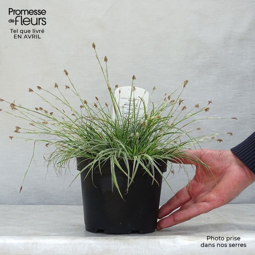 Example of Carex conica Snowline - Laîche de Corée Godet de 8/9 cm as you get in printemps