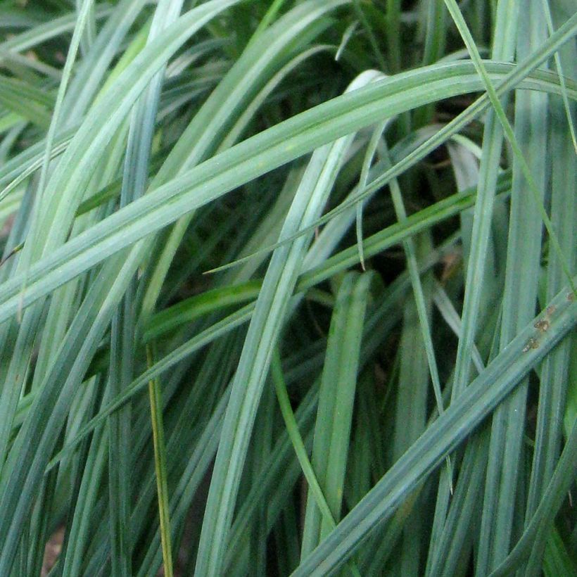 Carex flacca Blue Zinger - Laîche glauque (Foliage)