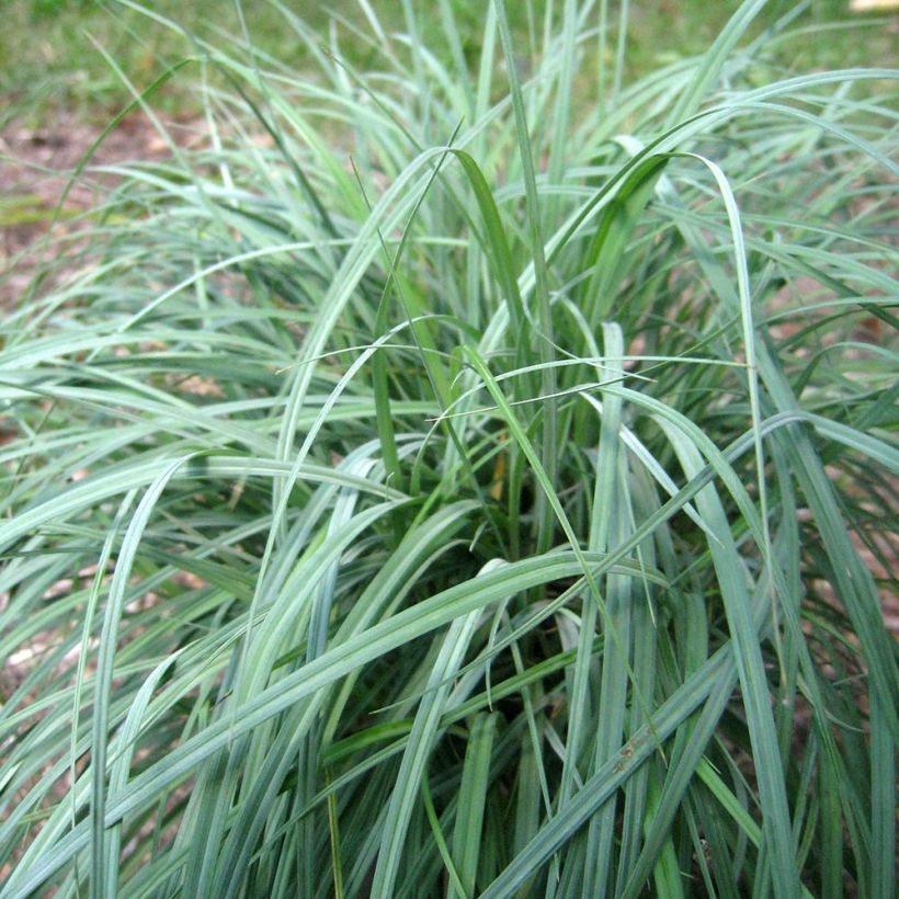 Carex flacca Blue Zinger - Laîche glauque (Plant habit)