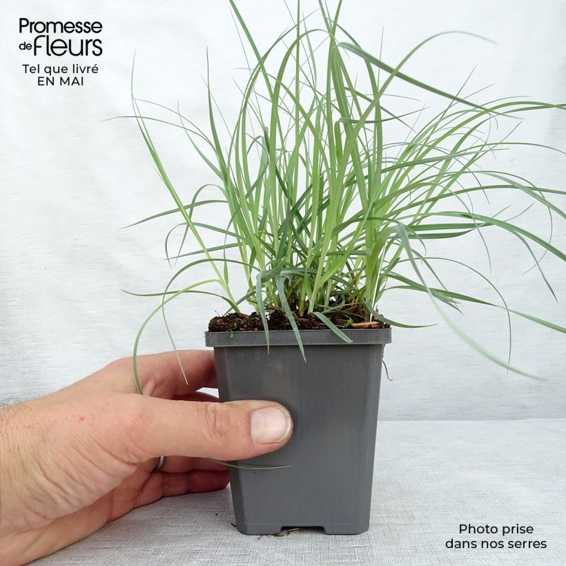 Example of Carex flacca Blue Zinger - Laîche glauque Godet de 8/9 cm as you get in printemps