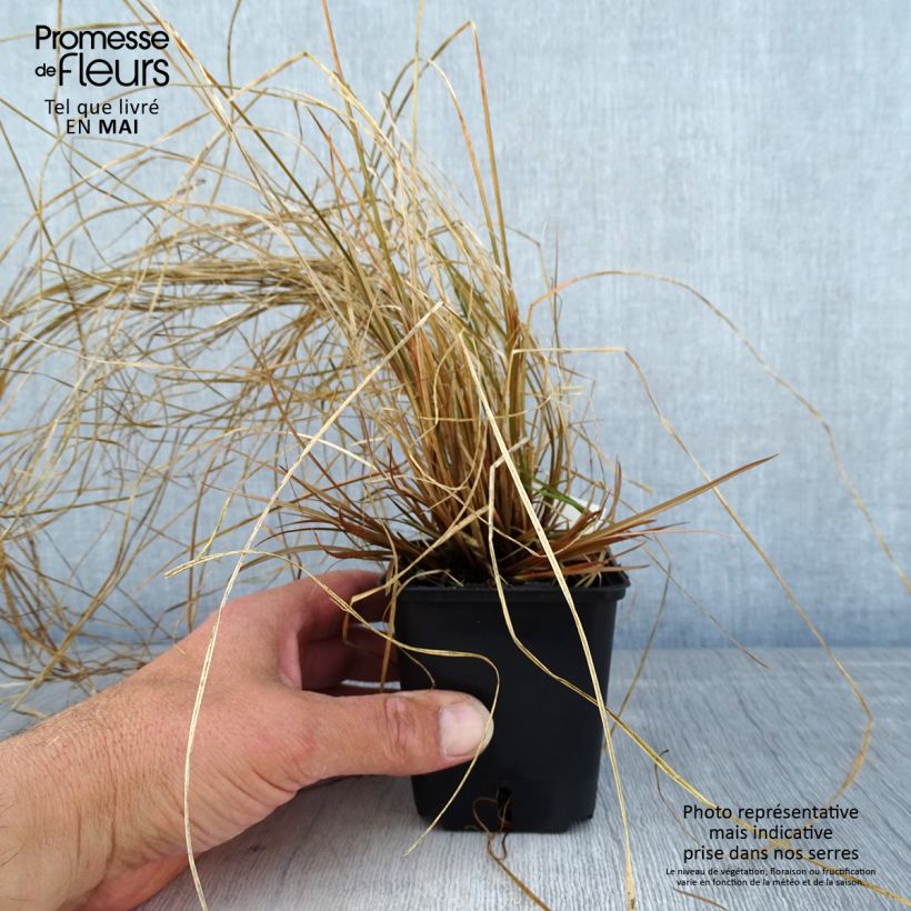 Spécimen de Carex flagellifera Bronzita - Laîche de Nouvelle-Zélande Godet de 8/9 cm tel que livré au printemps