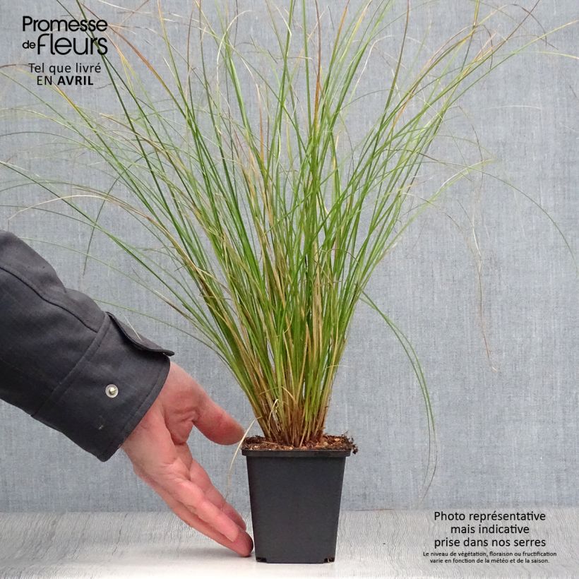 Example of Carex flagellifera Kiwi - Laîche Kiwi  Godet de 8/9 cm as you get in printemps