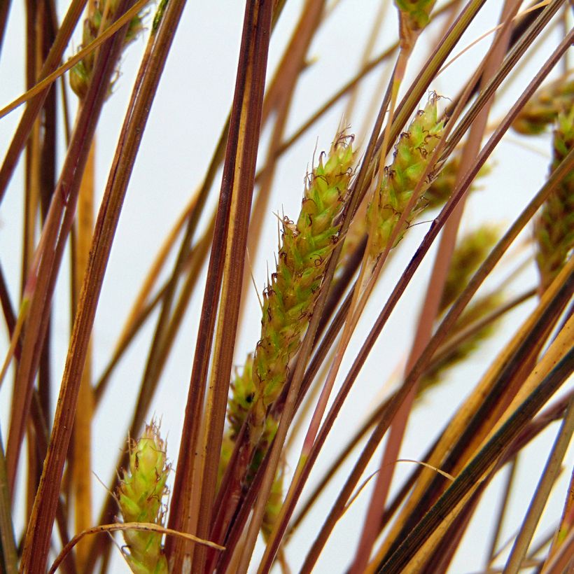 Carex flagellifera - Laîche de Nouvelle-Zélande (Flowering)