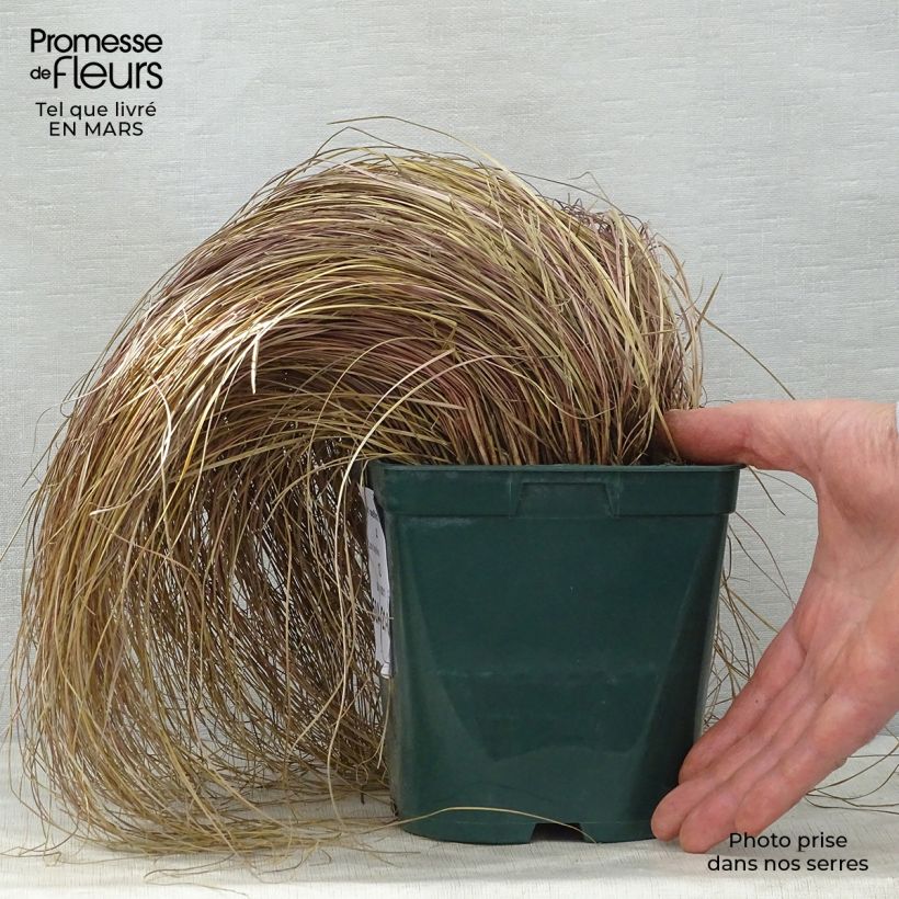 Example of Carex flagellifera - Laîche de Nouvelle-Zélande Pot de 2L/3L as you get in printemps