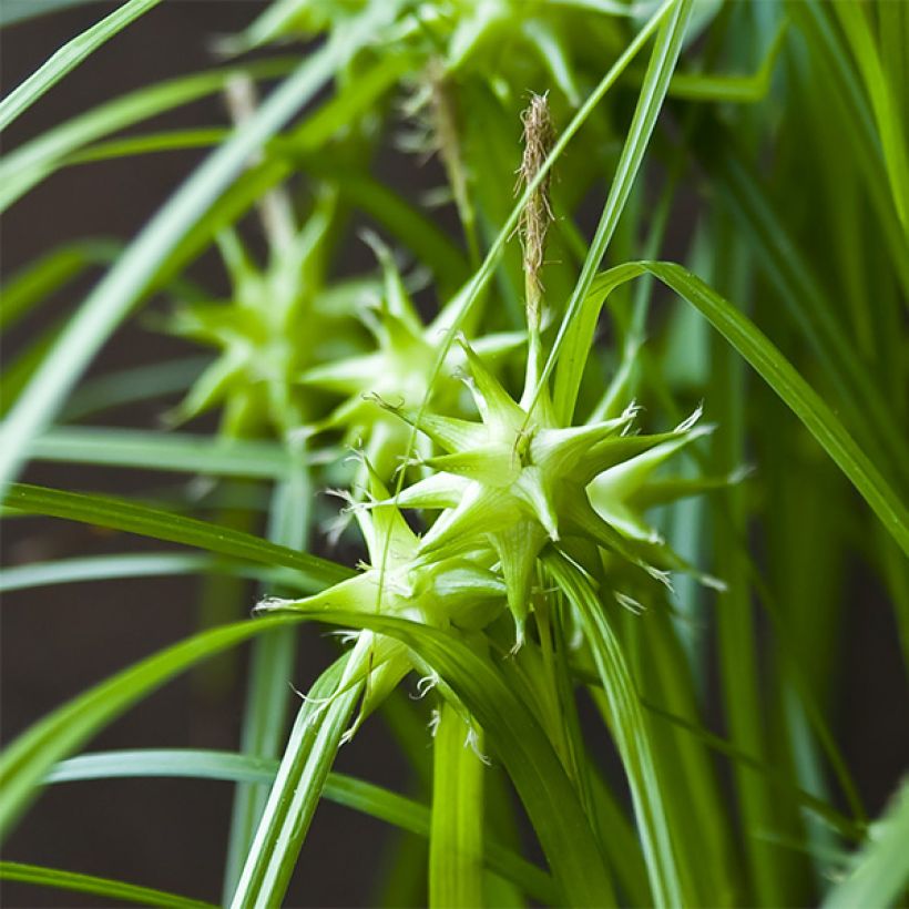Carex grayi - Laîche massue (Flowering)