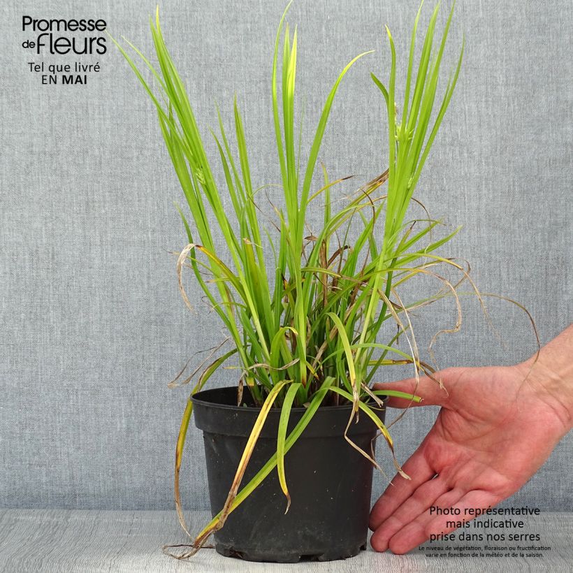 Example of Carex grayi - Laîche massue Pot de 2L/3L as you get in printemps