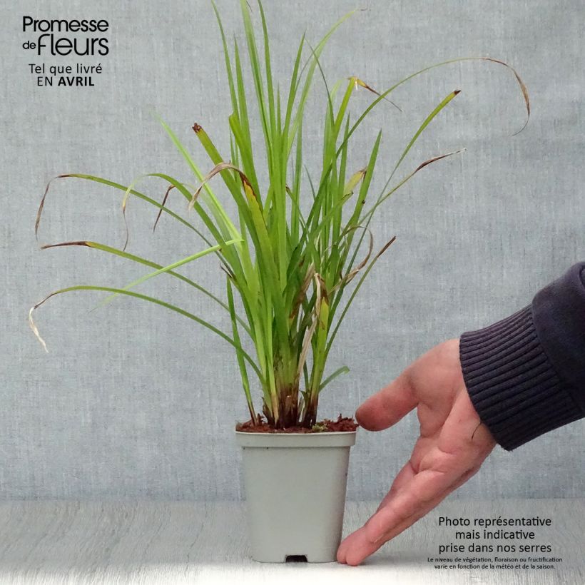 Example of Carex grayi - Laîche massue Godet de 8/9 cm as you get in printemps
