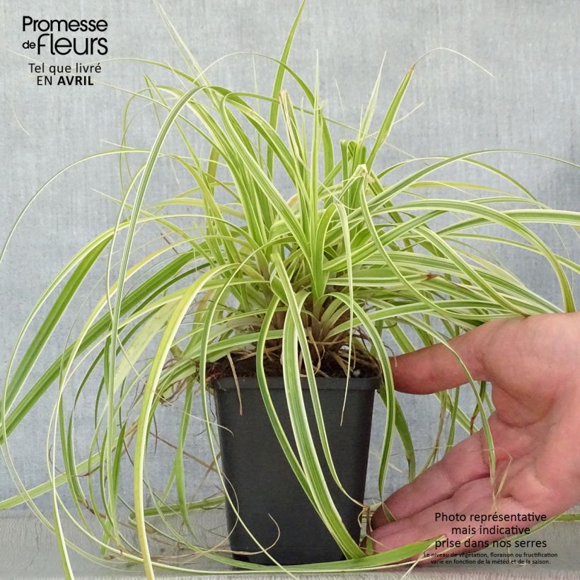 Example of Carex hybride Feather Falls Godet de 8/9 cm as you get in printemps