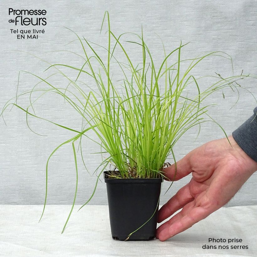 Spécimen de Carex montana - Laîche des montagnes Godet de 8/9 cm tel que livré au printemps