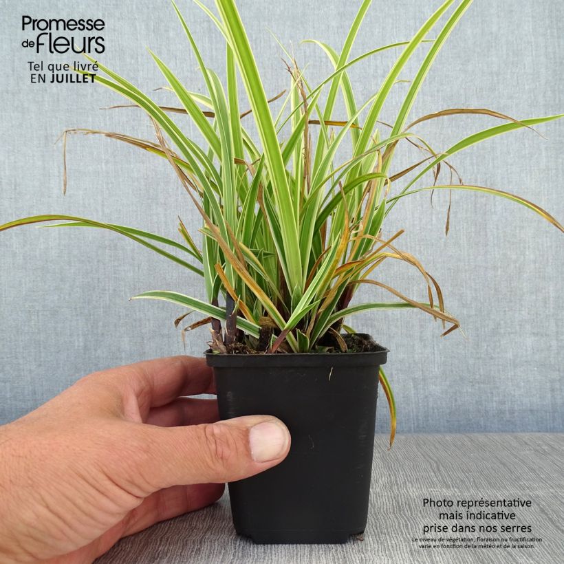 Spécimen de Carex morrowii Goldband - Laîche du Japon Godet de 8/9 cm tel que livré en été
