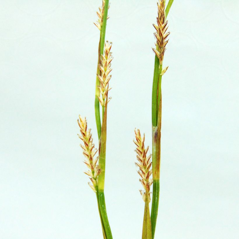 Carex morrowii Ice Dance - Laîche du Japon (Flowering)