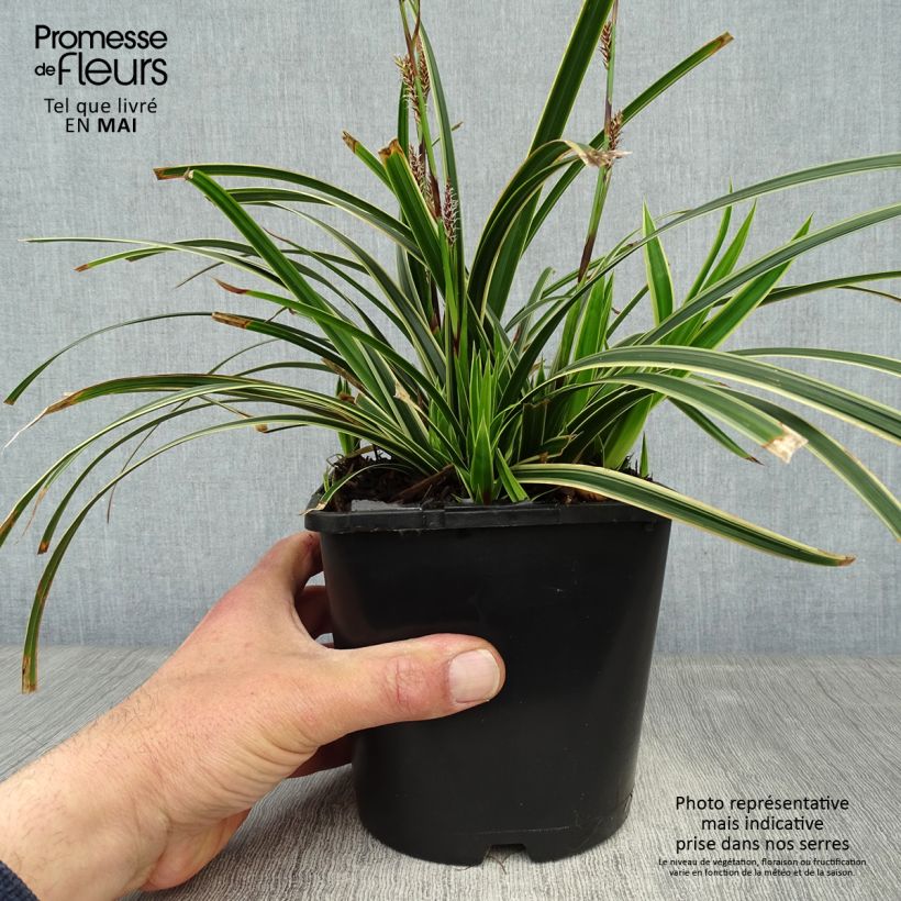Example of Carex morrowii Ice Dance - Laîche du Japon Pot de 2L/3L as you get in printemps