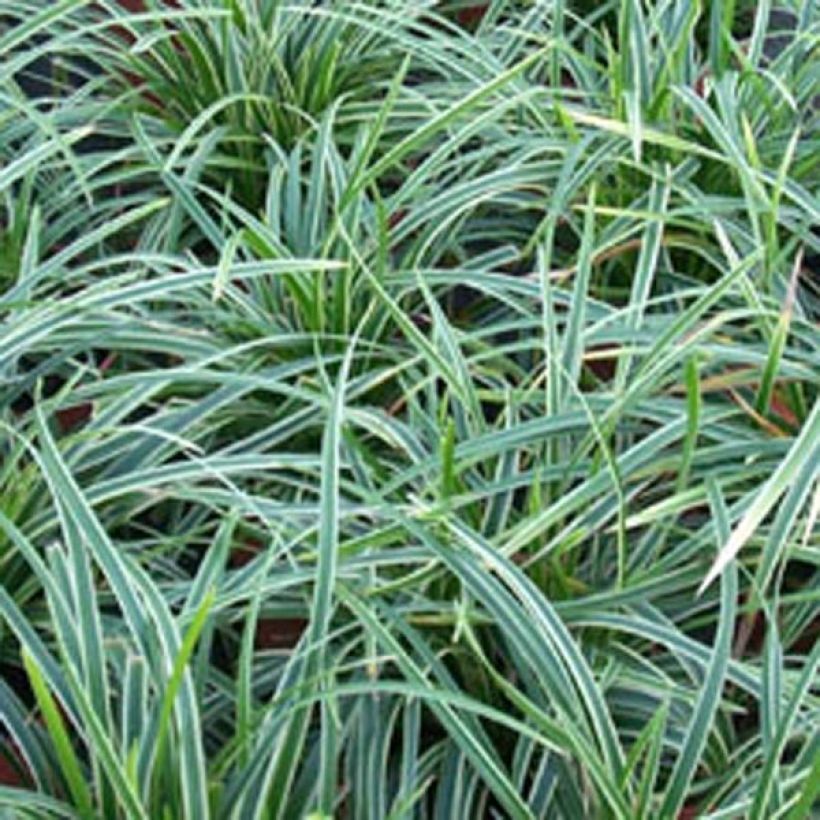 Carex morrowii Ice Dance - Laîche du Japon (Foliage)