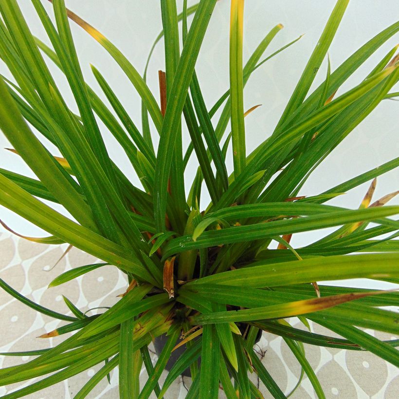 Carex morrowii Irish Green - Laîche du Japon (Foliage)
