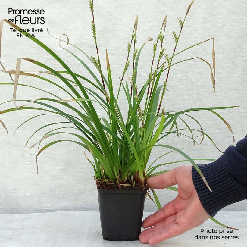 Example of Carex morrowii Irish Green - Laîche du Japon Godet de 8/9 cm as you get in printemps