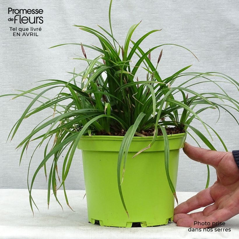 Example of Carex morrowii Irish Green - Laîche du Japon Pot de 2L/3L as you get in printemps
