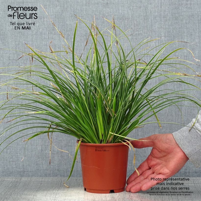 Example of Carex morrowii Variegata - Laîche du Japon Pot de 1L/1,5L as you get in printemps