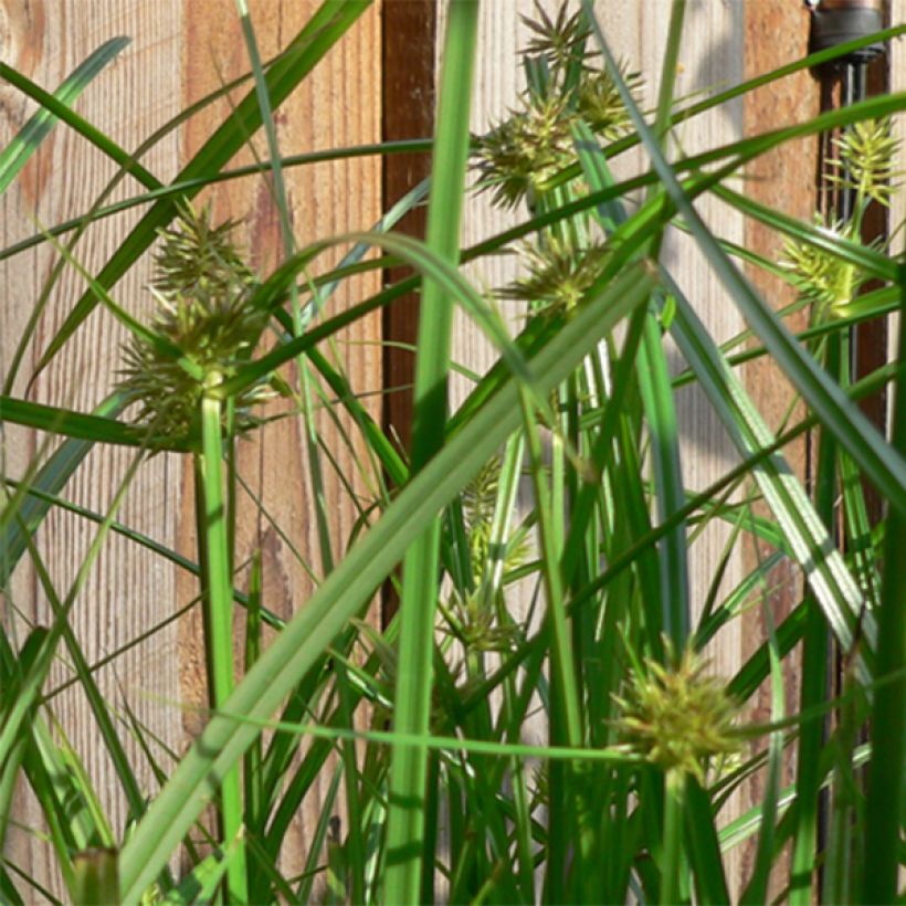 Carex muskingumensis - Laiche d Amerique (Flowering)