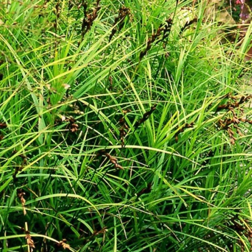Carex muskingumensis - Laiche d Amerique (Plant habit)