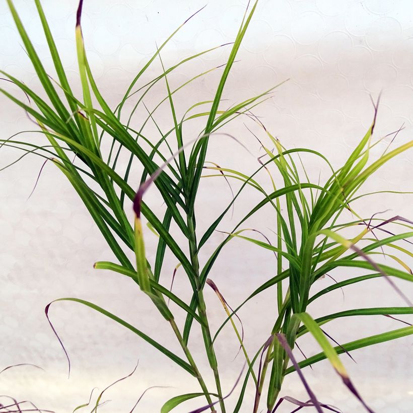Carex muskingumensis - Laiche d Amerique (Foliage)
