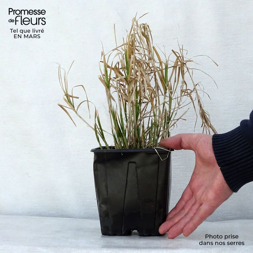 Example of Carex muskingumensis - Laiche d Amerique Pot de 2L/3L as you get in printemps