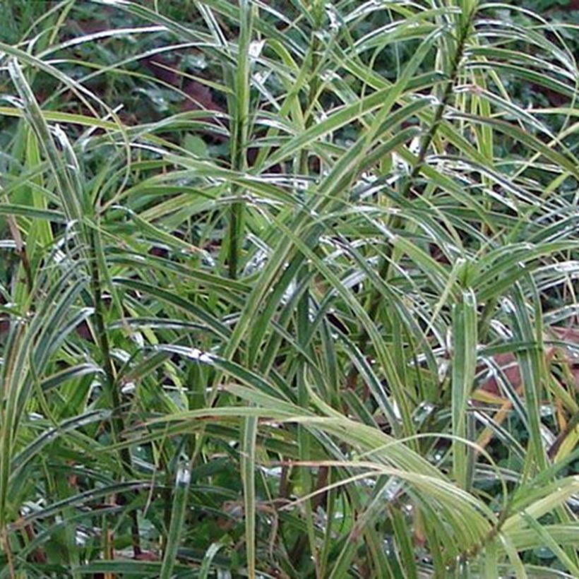 Carex muskingumensis Oehme - Laîche palmée (Feuillage)
