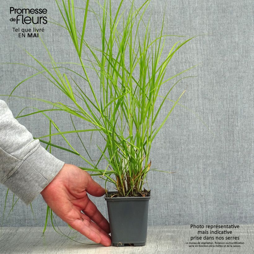 Spécimen de Carex muskingumensis Oehme - Laîche palmée Godet de 8/9 cm tel que livré au printemps